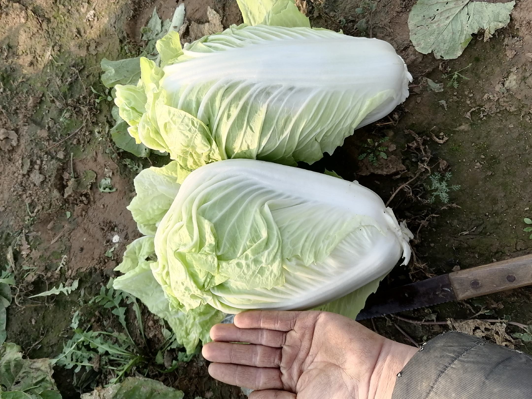农家晾晒与处理白菜场景