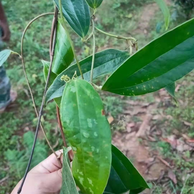 云南野生土茯苓白班甘甜