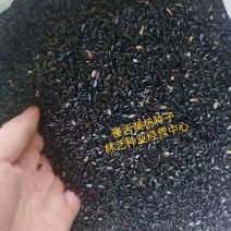皱皮雀舌黄杨种子皱皮雀舌黄杨米叶黄杨龙鳞黑珍珠黄杨