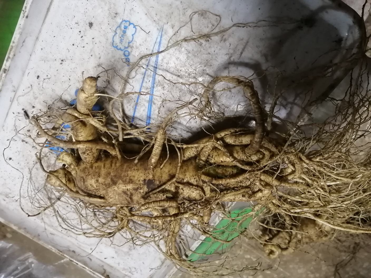 鲜人参根部特写展示环纹