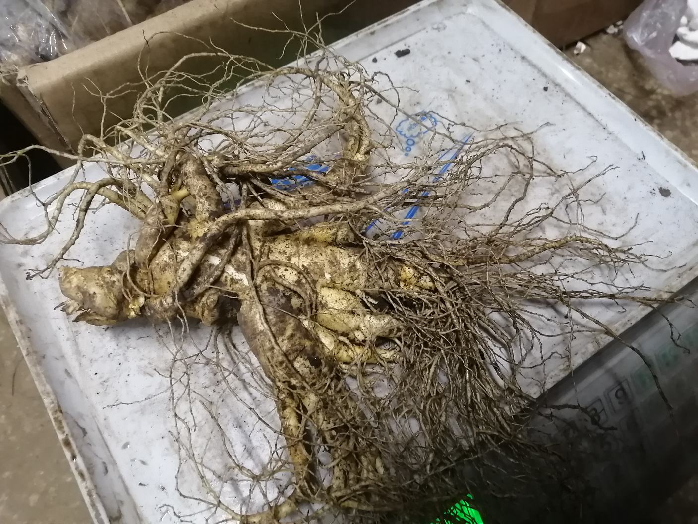 人参的营养成分图解 人参的营养成分图解