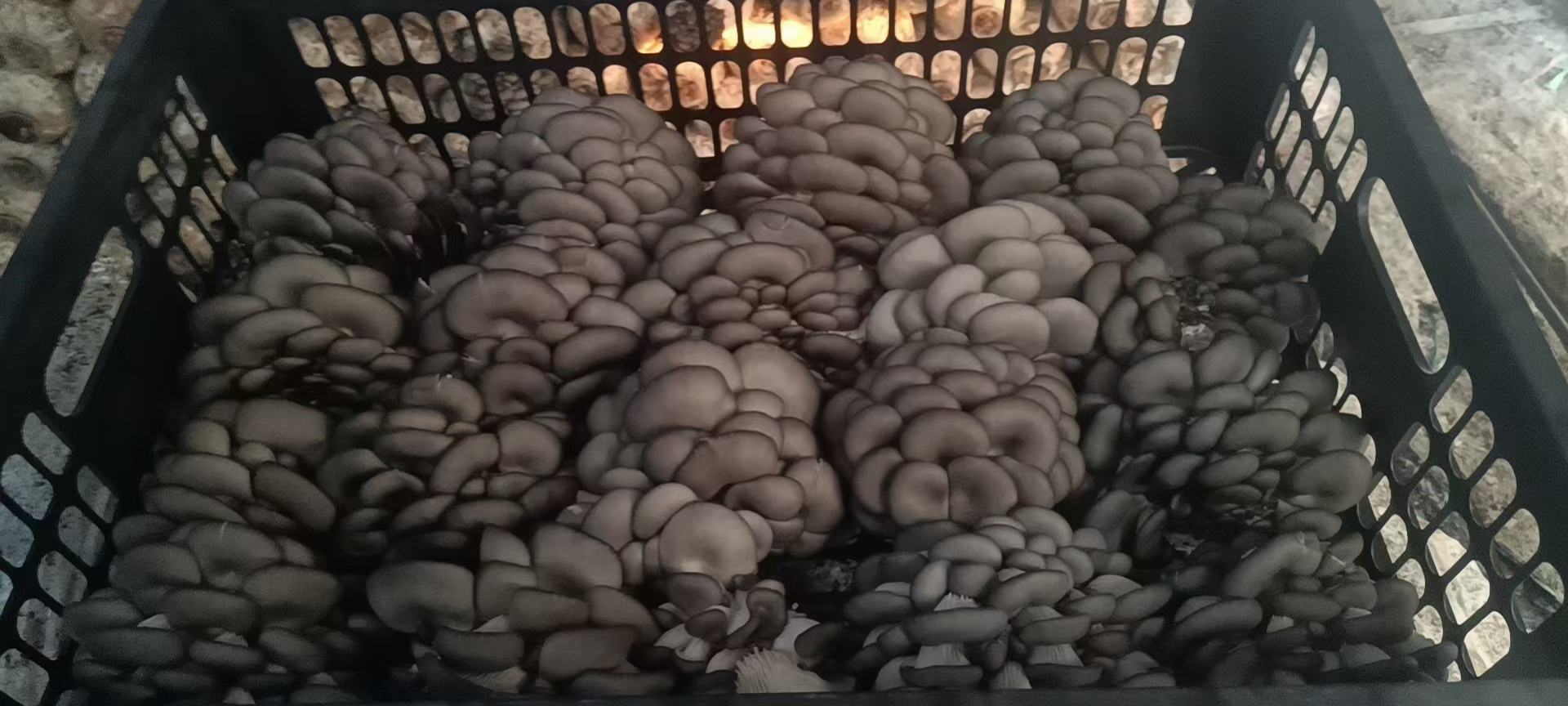 平菇与腊肉的搭配食材展示