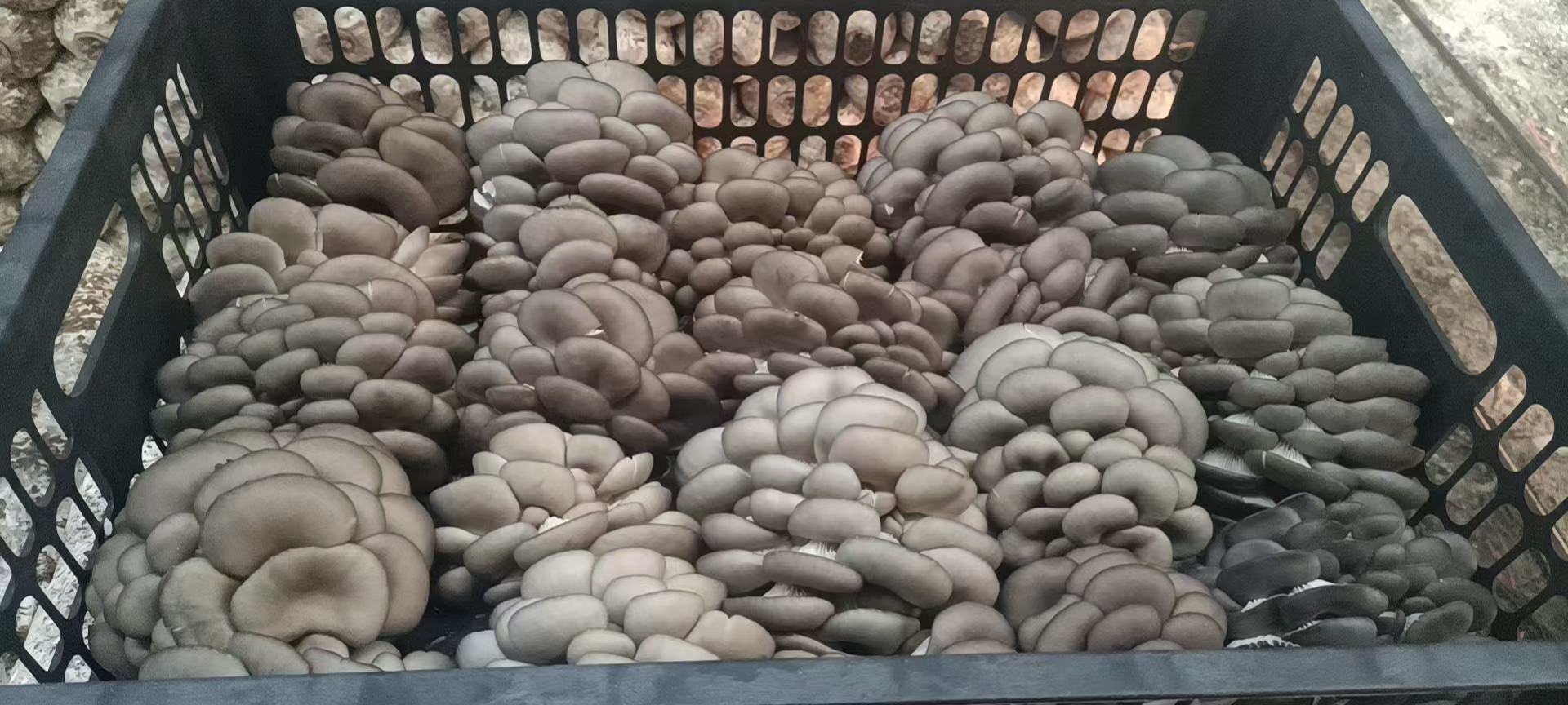 平菇新鲜度检测示意图