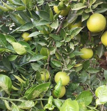 也叫斯开格斯朋娜脐橙.60-70cm