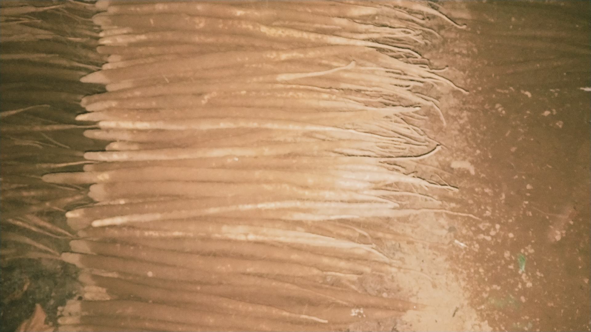 市场摊位上摆放的多种山药对比图