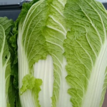 三地黄黄心莱