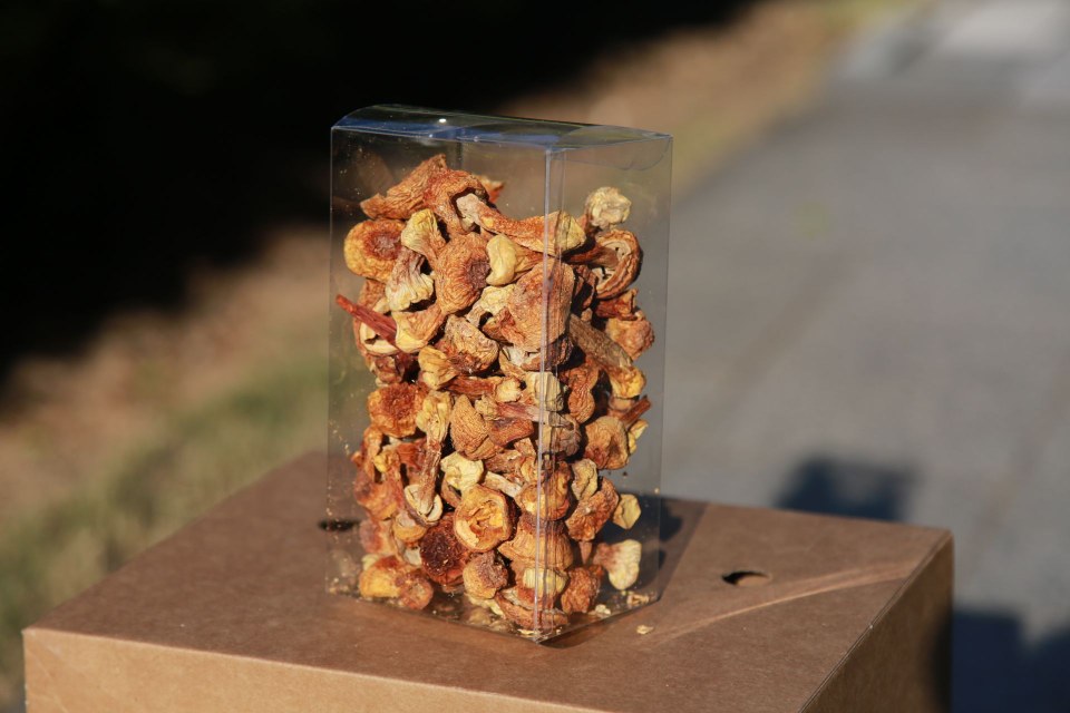 新鲜采摘的姬松茸,排列整齐,颜色自然,展示其原始形态 姬松茸实物图