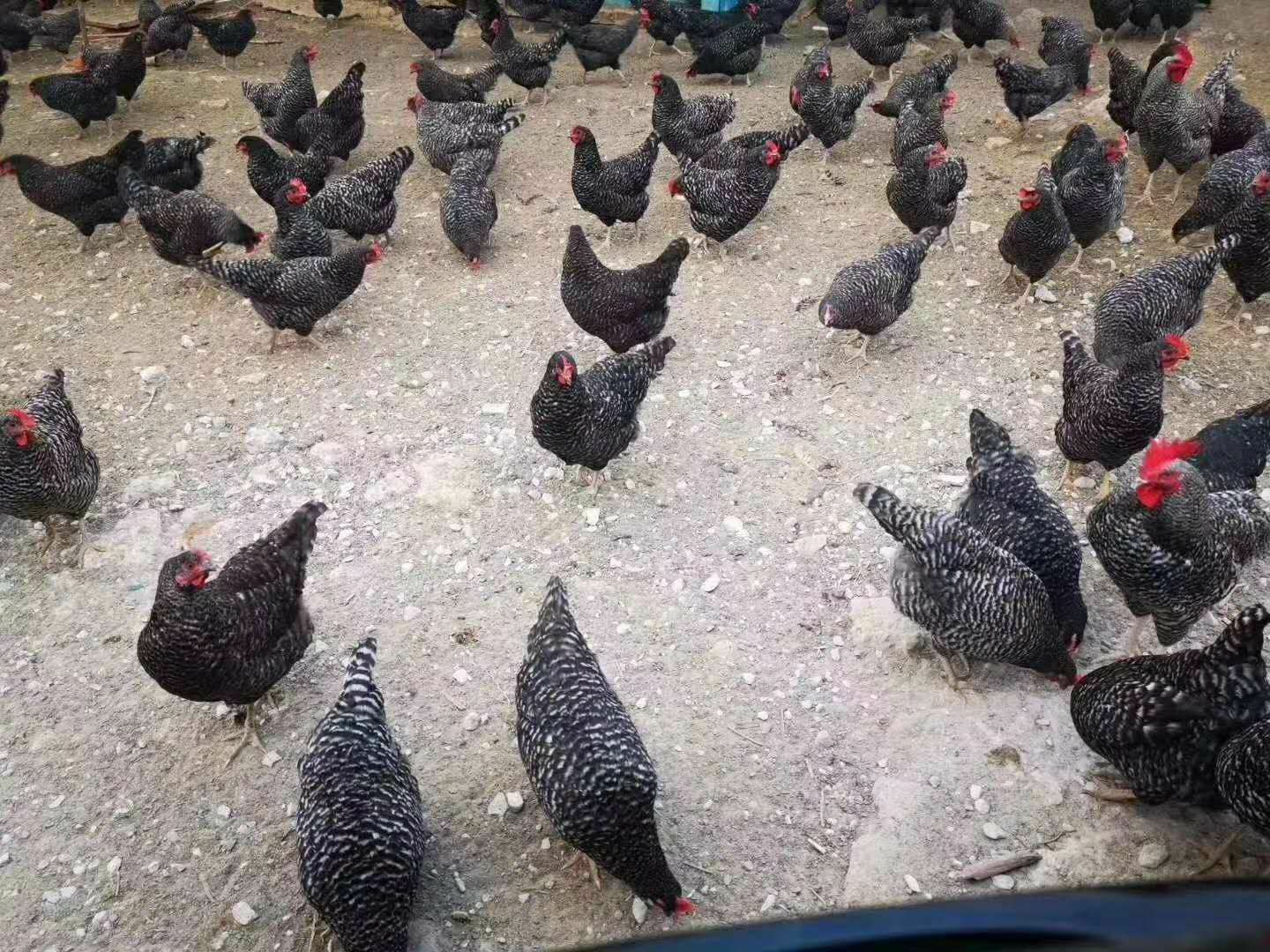图中展示芦花鸡与海兰褐鸡的外形对比,突出土鸡羽毛自然、体型较小,蛋鸡羽毛整齐、体型较大 土鸡与蛋鸡品种对比图