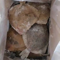 多宝鱼