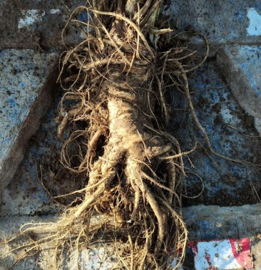 甘肃肉独活鲜货大量上市11月分开售有需要