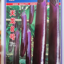 天龙8号紫红长茄茄子种子，1000粒深紫色亮丽光泽好鲜艳