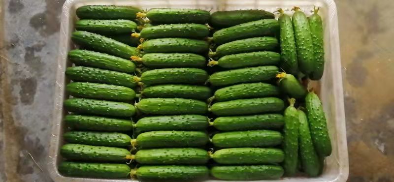 农户在塑料大棚中采摘成熟的旱黄瓜,手中握有刚剪下的鲜嫩黄瓜,表面带有细密白色绒毛和小刺,背景可见整齐排列的植株与吊蔓系统 大棚旱黄瓜成熟采收场景