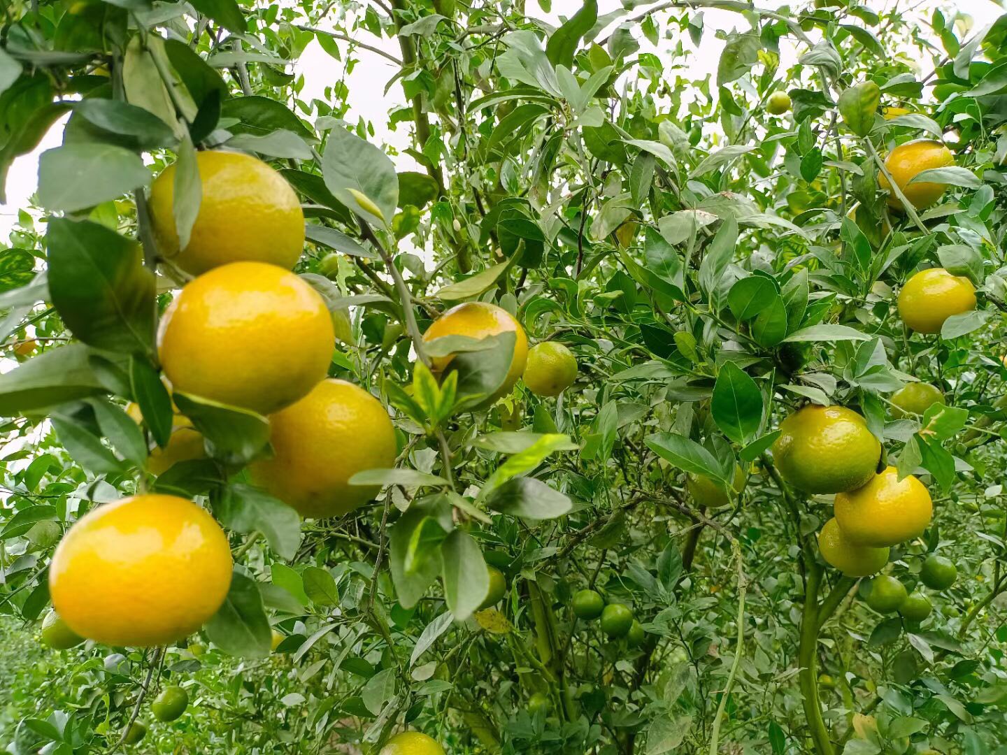 皇帝柑果园全景图