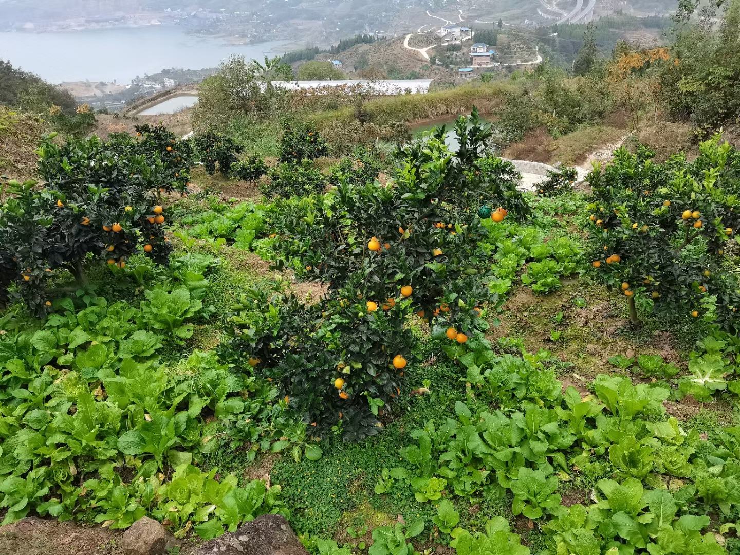奉节脐橙丰收季对比图：左侧为采用湖南脱毒脐橙苗种植的五年生果园，树势健壮、果实均匀、着色鲜亮；右侧为同期同管理下使用非脱毒苗的老果园，出现明显黄化、大小果混杂、单果重偏低现象