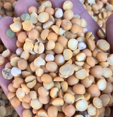 豌豆瓣豆瓣白豌豆豆瓣下脚料