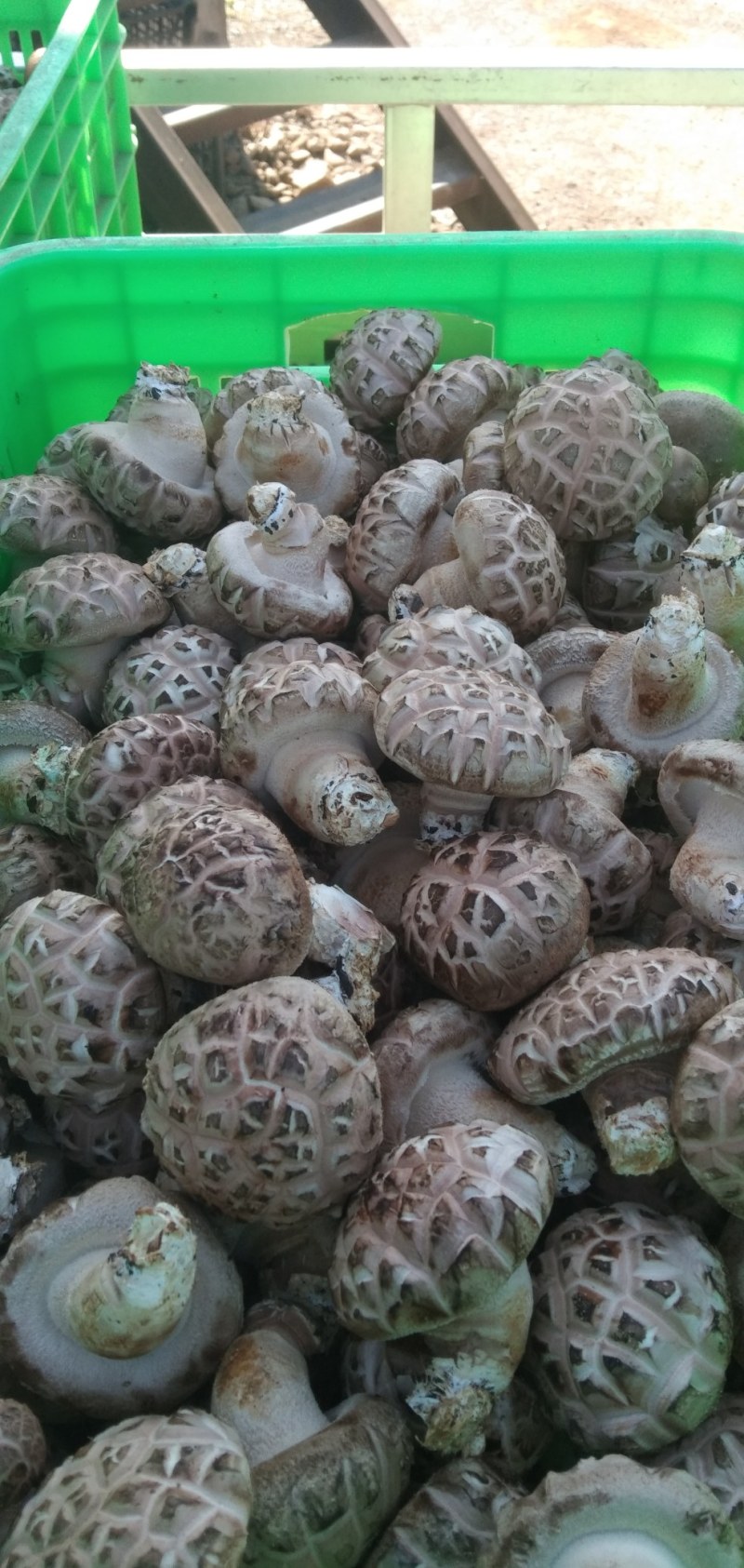 [808香菇批发]河南三门峡卢氏县鲜香菇 4.00元/斤产地直发 _ 一亩田