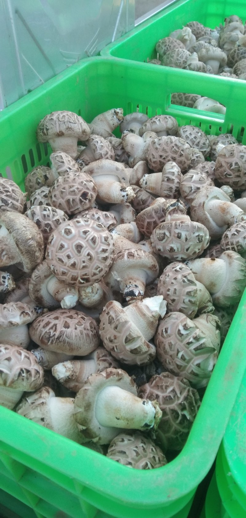 [808香菇批发]河南三门峡卢氏县鲜香菇 4.00元/斤产地直发 _ 一亩田