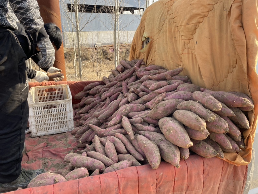 农户正在田间采收济薯26号,工人将挖出的红薯进行初步清理并按大小分级摆放,旁边堆放着印有‘济薯26号’标识的编织袋,背景为秋季晴朗天气下的农田环境 济薯26号采收与分级现场