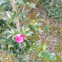 茶梅