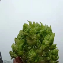 儿菜