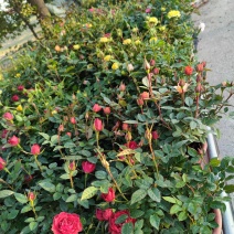 月季花，花叶络石，基地一手货源充足欢迎选购