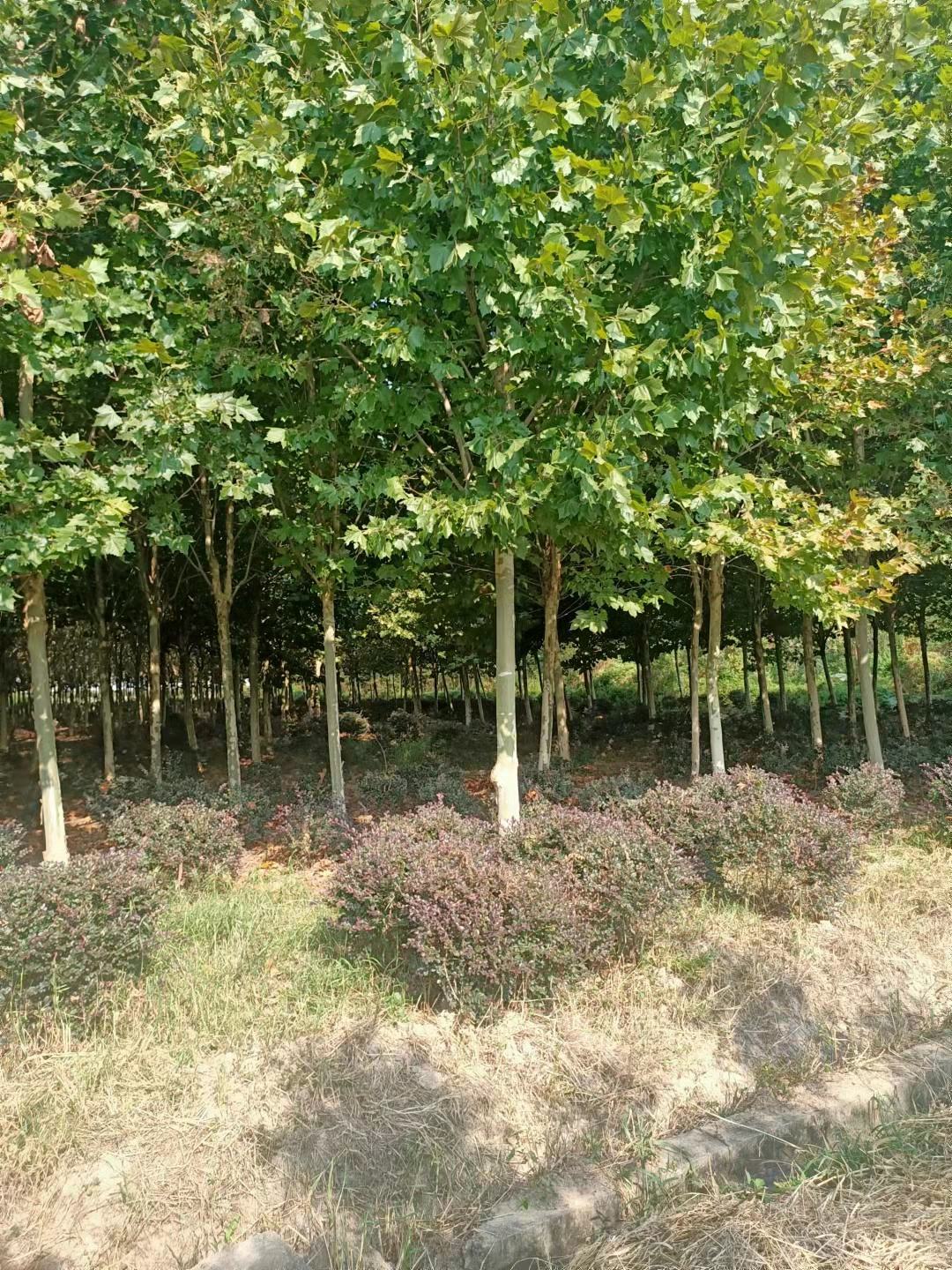 [法桐批发]湖北随州曾都区法桐 400.00元/棵低价出售法国梧 _ 一亩田