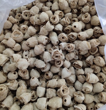 自己基地种植贵州竹荪竹荪蛋竹竹荪冒盖欢迎咨询采购