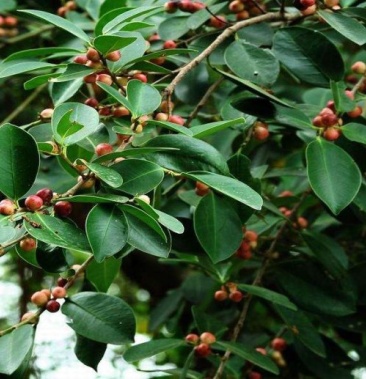 散装榕树种子大叶榕树小叶榕树垂叶榕人参榕树种盆栽高山榕