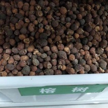 散装榕树种子大叶榕树小叶榕树垂叶榕人参榕树种盆栽高山榕