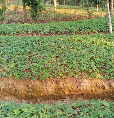 [批发]竹节参一年苗价格0.80元/棵 - 一亩田