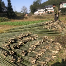 基地直供竹杆竹苗支撑杆架杆竹斑竹楠竹百家竹