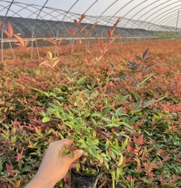 高度3040厘米左右精品南天竹小杯苗