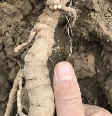 江西粉防己苗粉防己大苗大量江西优质粉防己苗供应