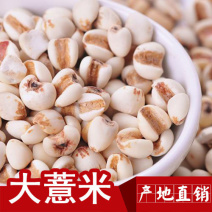 【贵州产地直发】正宗贵州大薏米新货薏仁米干净无杂质包邮