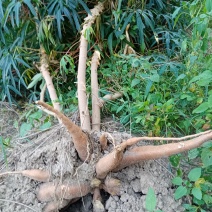 木薯批发