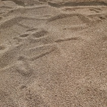 自家种植薏米，