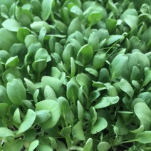 上海鸡毛菜，