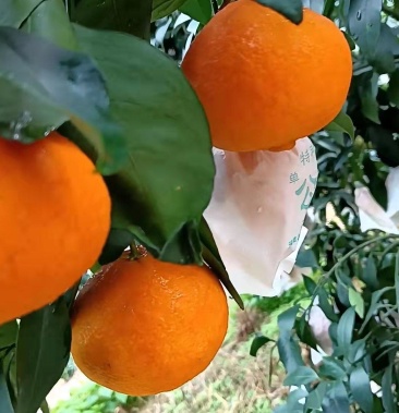 红美人柑橘爱媛28号果冻橙超高甜度