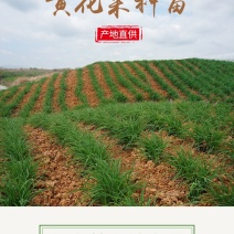 黄花菜种苗祁东黄花菜苗金针菜苗四季种植根大粗漓易成活
