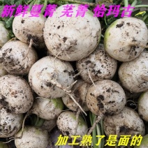 河南蔓菁恰玛古抠头白