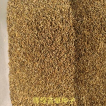 青绿苔草种子