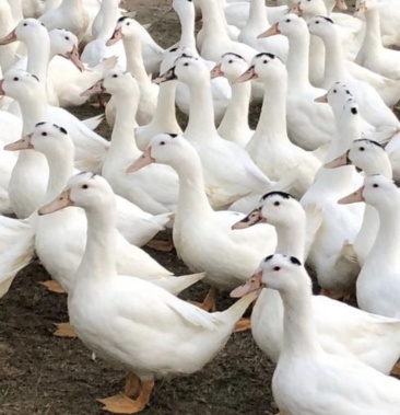 一点黑鸭苗 m18鸭苗 螺鸭苗 现货供应