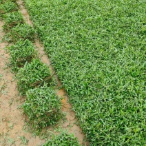 马尼拉草皮，草卷，草块，质量保证，价格美丽，场地直销