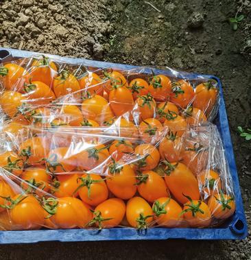 [柿子批发]黄罗曼柿子价格300元/斤 