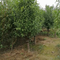 龙柱碧桃～6～12公分，有需要老板联系，