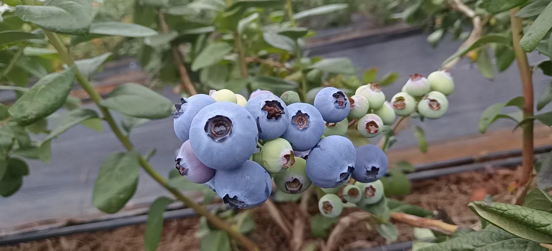 蓝莓果实表面覆盖白色果霜,果肉呈现深蓝色,果皮紧致光滑 蓝莓果实特写