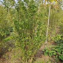 丛生花石榴，规格齐全，欢迎老板前来咨询选购