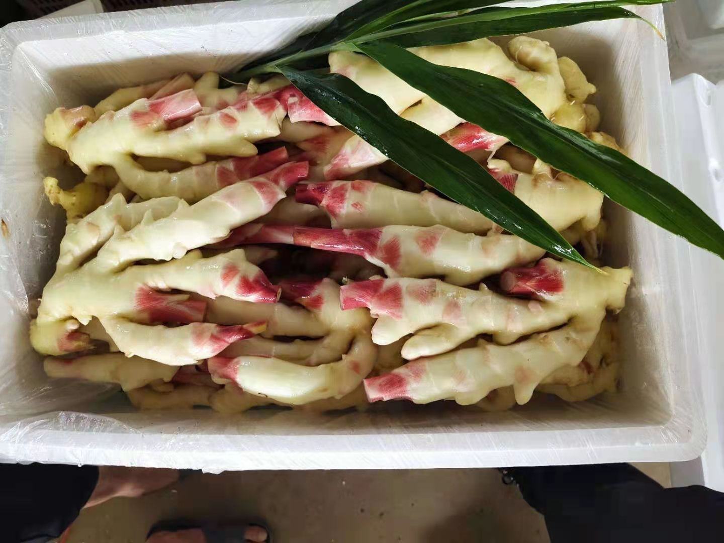 一杯泡好的子姜水,清澈透亮,配以子姜片 子姜茶成品图