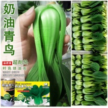 奶油青鸟耐热青梗菜种子叶色绿油亮高温不拔节抗热青菜种籽