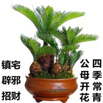 铁树苗小叶苏铁多头铁子母绿植净化空气客厅摆件